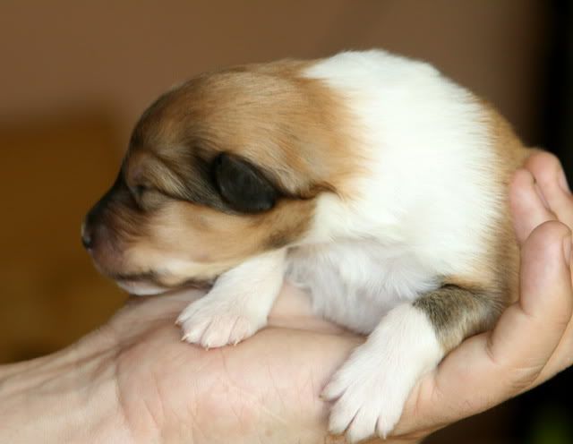 Very promising puppies for sale! Pup_9days_old_d