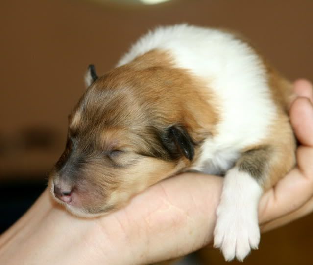 Very promising puppies for sale! Pup_9days_old_e