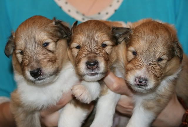 Very promising puppies for sale! Females_3weeks-old-a