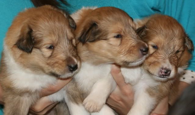 Very promising puppies for sale! Females_3weeks-old-b