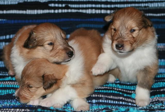 Very promising puppies for sale! Females_3weeks-old-d