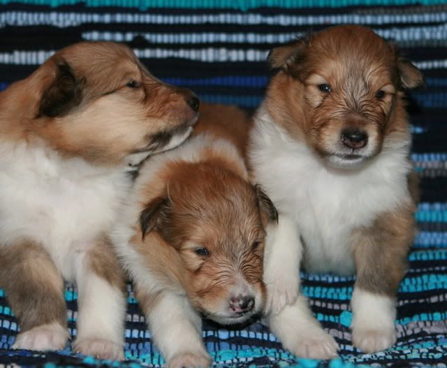 Very promising puppies for sale! Females_3weeks-old-e