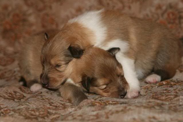 Minnie's puppies at 2 weeks 034fd54c