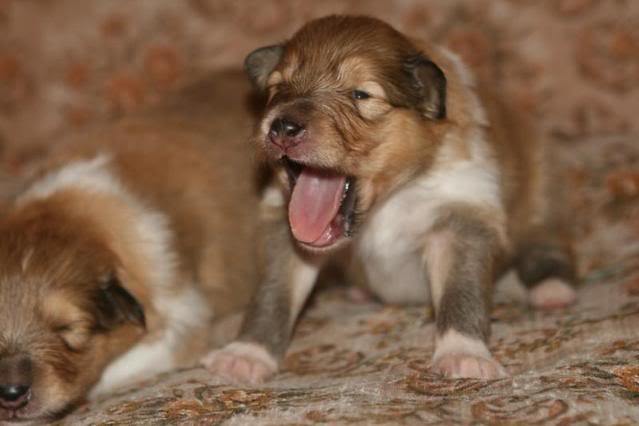 Minnie's puppies at 2 weeks 07057c40