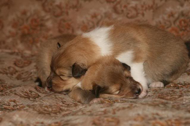 Minnie's puppies at 2 weeks 33c84722