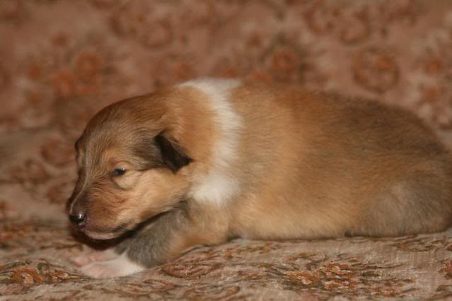 Minnie's puppies at 2 weeks 60c5d9af