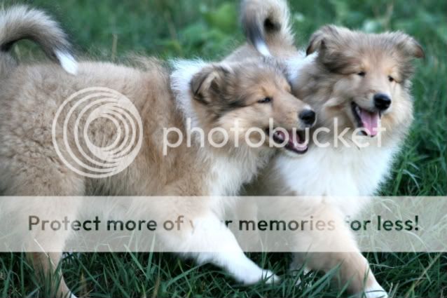 The 3 musketeers at 2 months and 10 days Females_playing_a-1