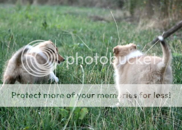 The 3 musketeers at 2 months and 10 days Females_playing_c