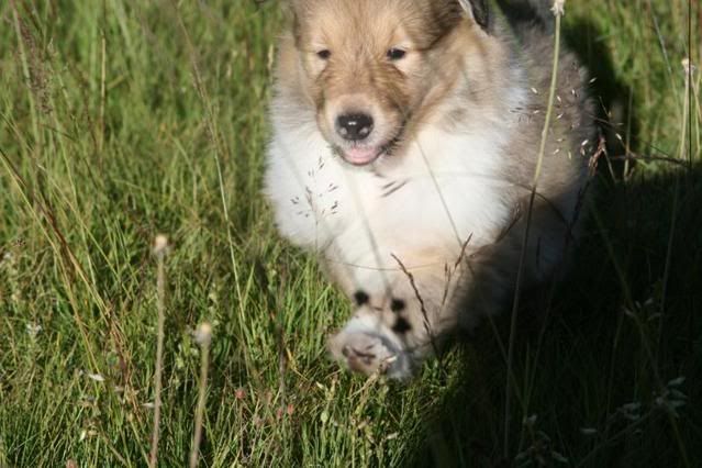 Minnie's puppies at 5 weeks B298d54d