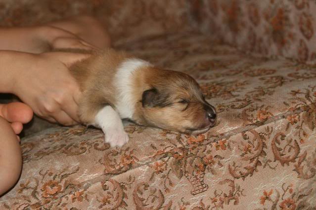 Minnie's puppies at 2 weeks F4649838