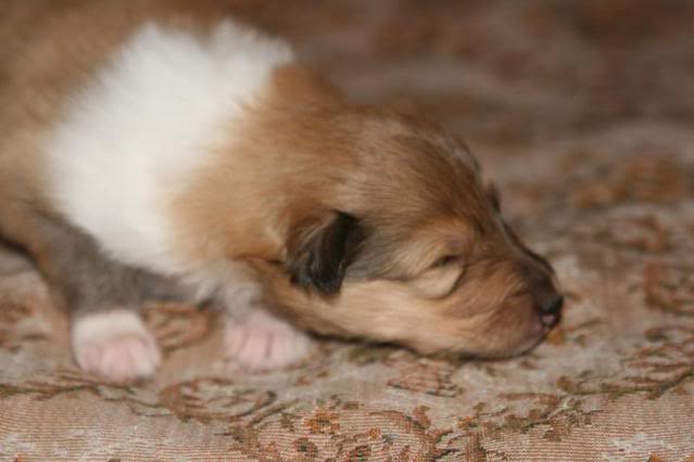 Minnie's puppies at 2 weeks F65567e3