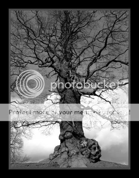 a tree (an 'interesting' one) TreeinframeMedium