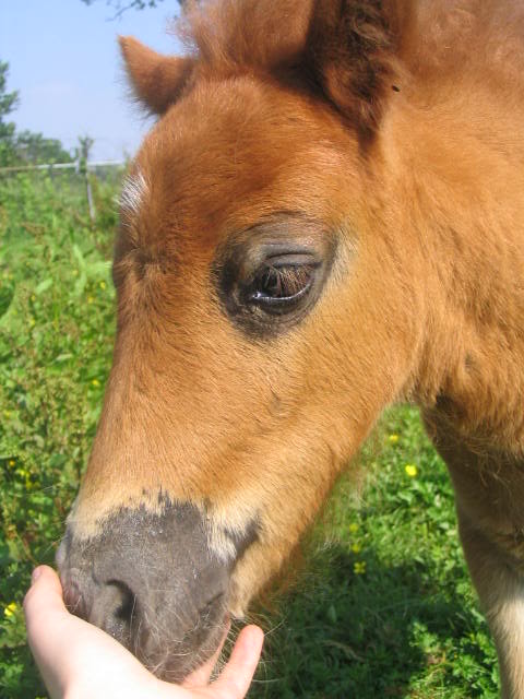 Is my shetland pony a silver? IMG_0008