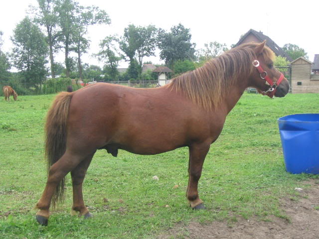 Is my shetland pony a silver? IMG_0033