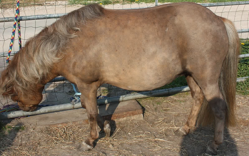 Is my shetland pony a silver? IMG_0430-1