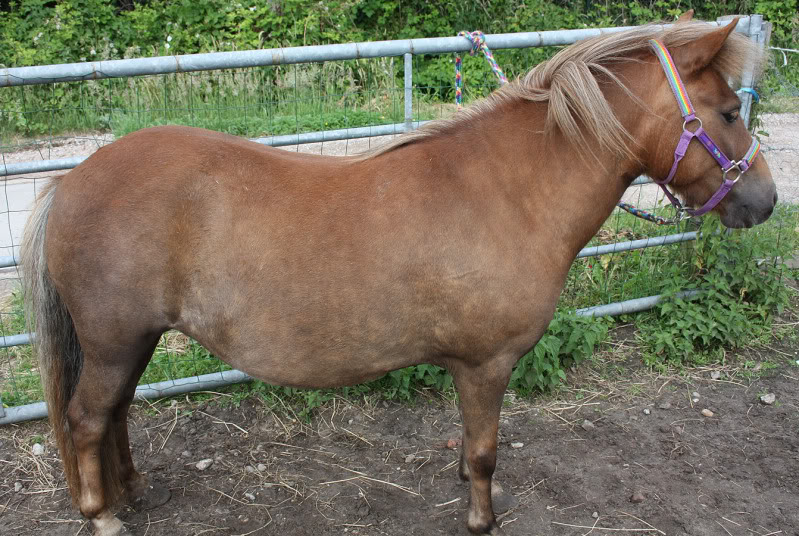 Is my shetland pony a silver? IMG_2676