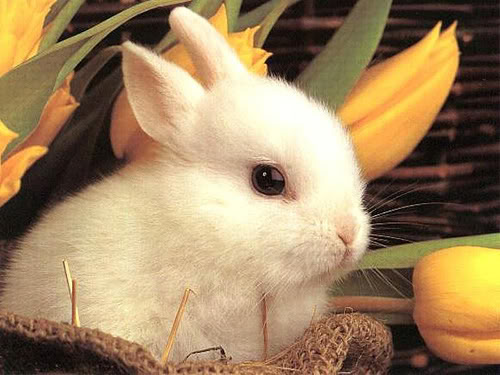 صور أرانب جامدة Cute_rabbit