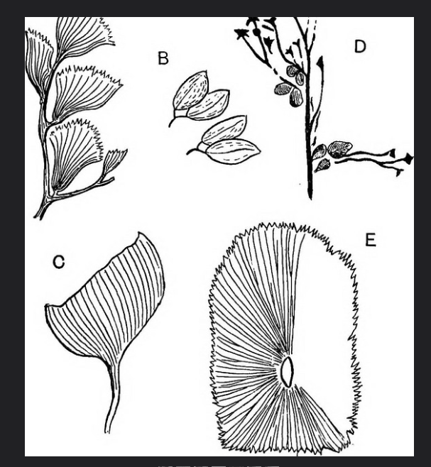 Spécimens à identifier (samples that need identification ) - Page 7 Captura%20de%20pantalla%202018-07-11%20a%20las%2020.03.40_zpsqokjha8k