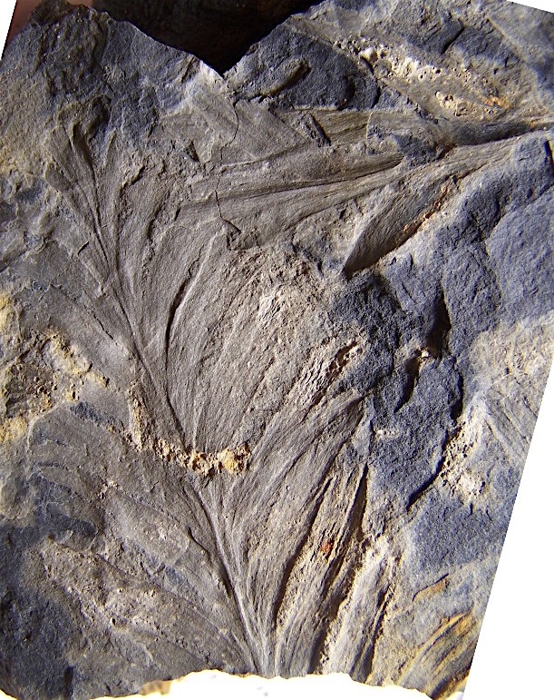 Palaeopteridium Kidston , 1923. Copia%20de%20100_8875_zpsu8kcjgep