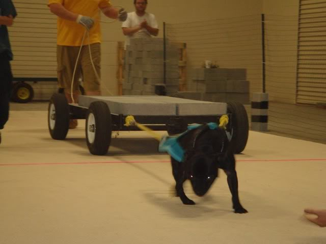 Reina (Presa) Conformation & Pepper (SBT) Weight Pulling HickoryNCP4