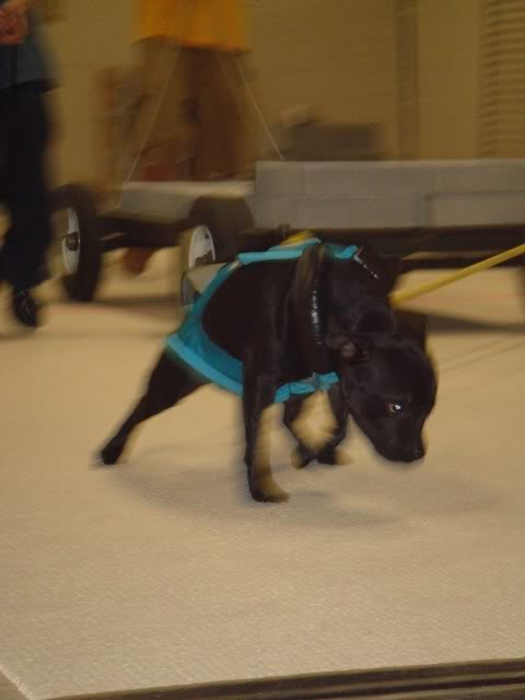 Reina (Presa) Conformation & Pepper (SBT) Weight Pulling HickoryNCP5