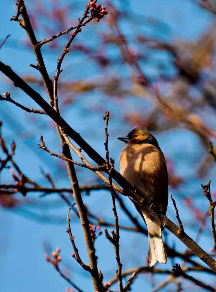 première rencontre avec un Pinson des arbres (Fringilla coelebs) 20130402-_40299622