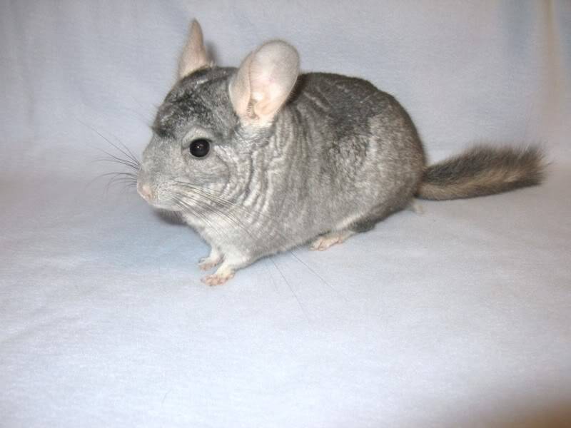 Chinchillas babies to adults ($50-200)  Bakersfield,CA 009