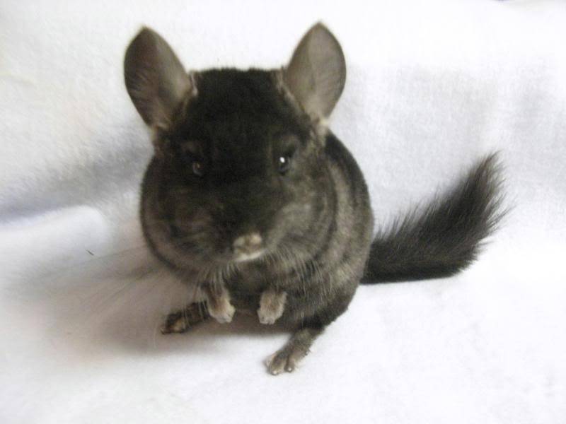 Chinchillas babies to adults ($50-200)  Bakersfield,CA 305