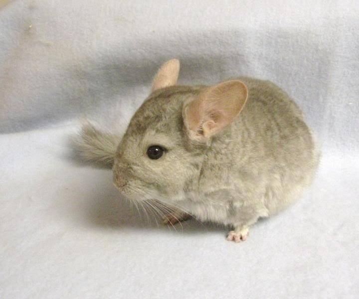 Chinchillas babies to adults ($50-200)  Bakersfield,CA 309