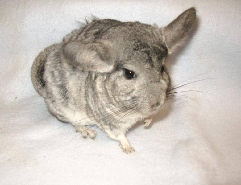 Chinchillas babies to adults ($50-200)  Bakersfield,CA 314