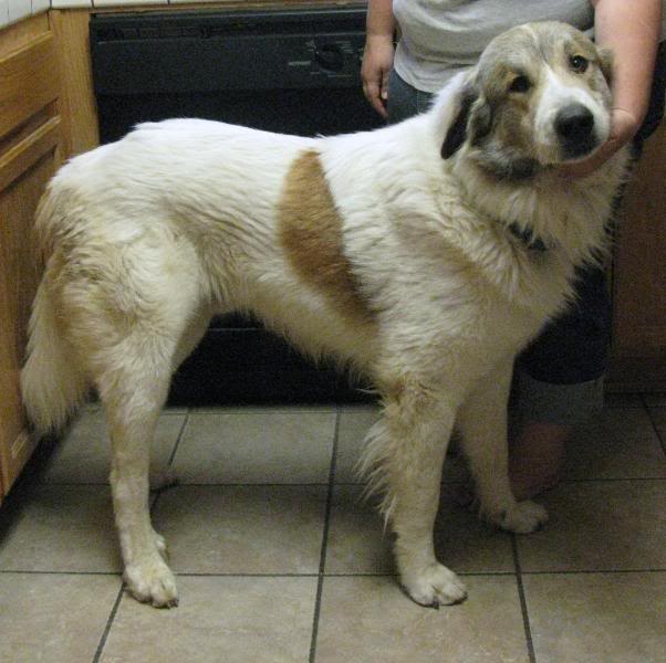 GREAT PYRENEES STUD (Badger markings) Moosetovtan019