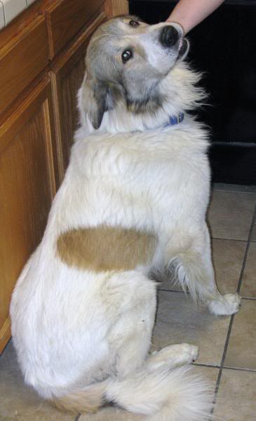 GREAT PYRENEES STUD (Badger markings) Moosetovtan020