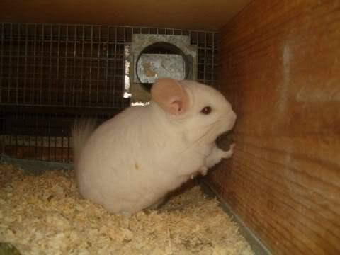 Chinchillas babies to adults ($50-200)  Bakersfield,CA Pinkwvc2