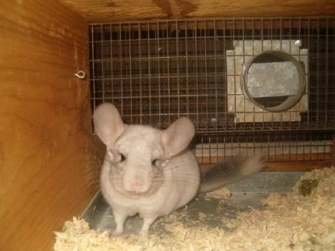 Chinchillas babies to adults ($50-200)  Bakersfield,CA Sally3