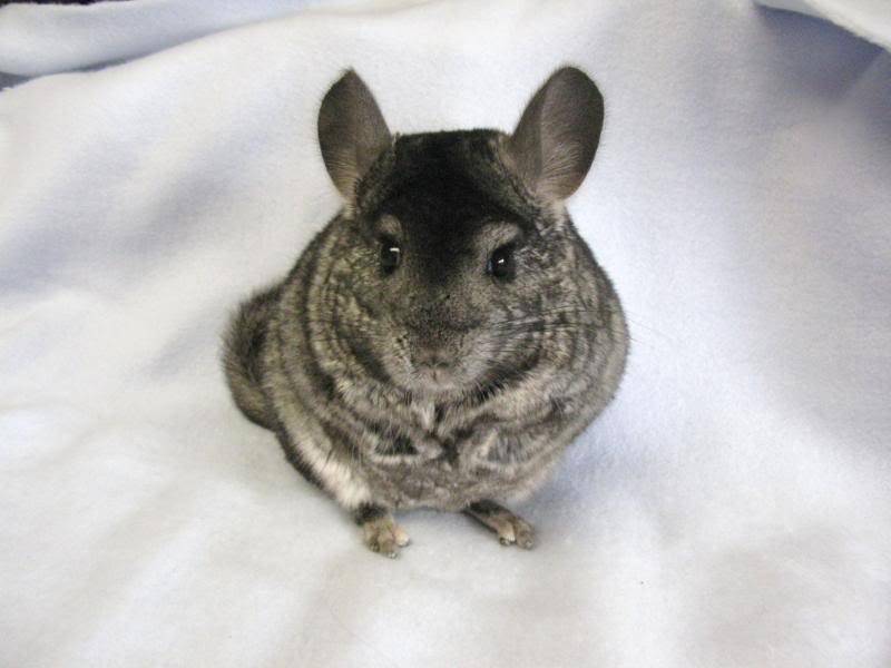 Chinchillas babies to adults ($50-200)  Bakersfield,CA Stuff026