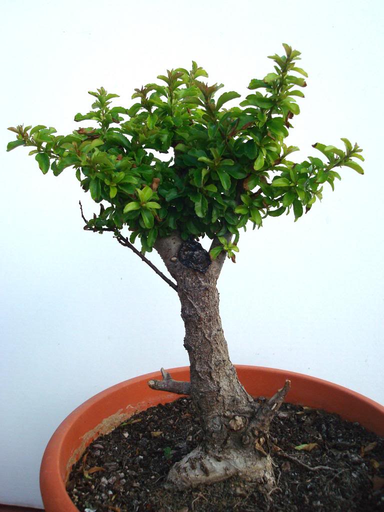 Evolución de Pyracantha 135d143c-175e-4192-b119-72d092ed8ad8