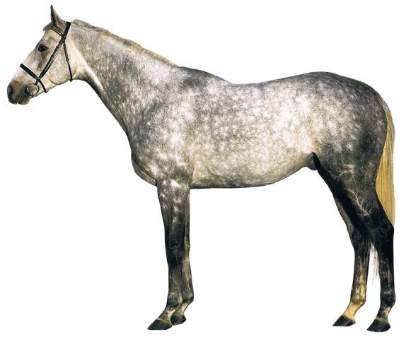 Верховая 6 букв. Порода лошадей Фрайбергер. Лошадь Македонского порода. Чистокровная испанская лошадь. Римская порода лошадей.