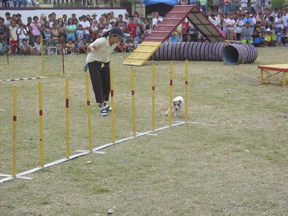 Parson Russell Terriers MiloinBais2copy