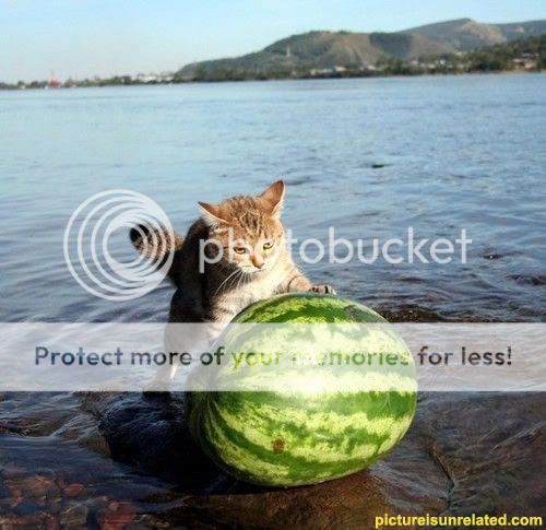 Album photo 2 : Nos causes Wtf_pics-watermelon-cat