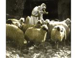  First “Jacob’s Lambs” in 2,000 Years Born in Israel, Heralding Return of Biblical Identity Psalm23a