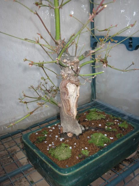 Arce Palmatum ArceAleman_176