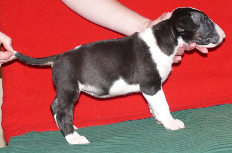 pups - pups sired by my Gecko P1060443