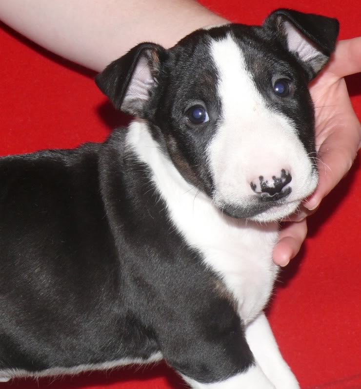 pups - pups sired by my Gecko P1060460