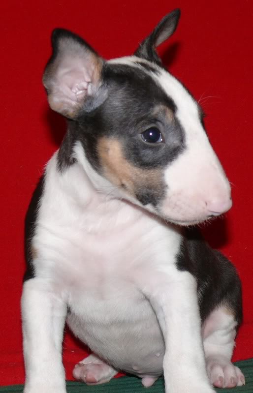 pups - pups sired by my Gecko P1060494