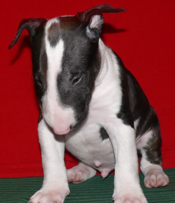 pups - pups sired by my Gecko P1060508