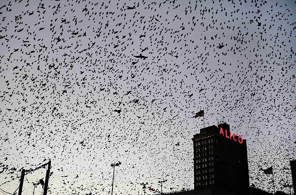 No solo en Argentina llueve KK... Birds