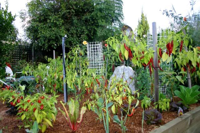 My New Veggie Patch IMG_1949