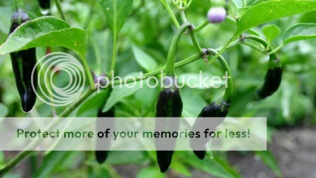 Black Chilli Plant IMG_4447