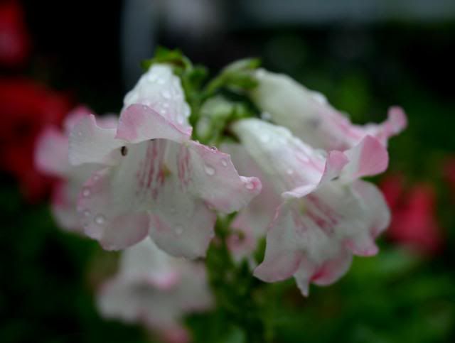 Close Ups After The Rain IMG_4413