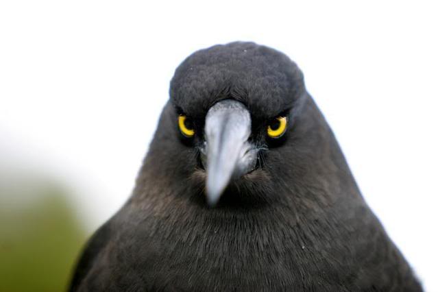 Testuki Yelloweyedbirdstare